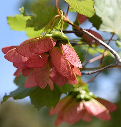 Pflanzenbild gross Schneeballblättriger Ahorn - Acer opalus