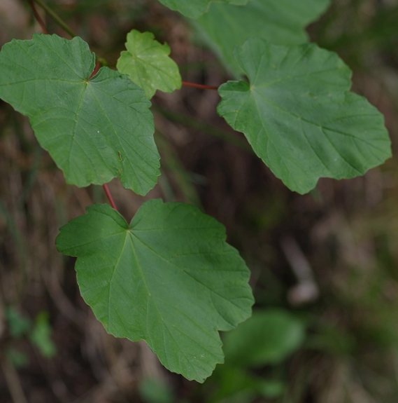Pflanzenbild gross Schneeballblättriger Ahorn - Acer opalus