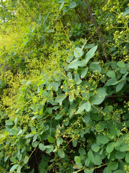 Pflanzenbild gross Perückenstrauch - Cotinus coggygria