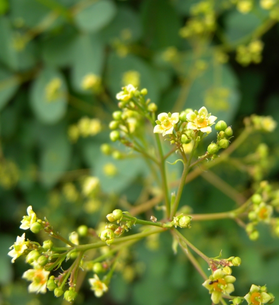 Pflanzenbild gross Perückenstrauch - Cotinus coggygria