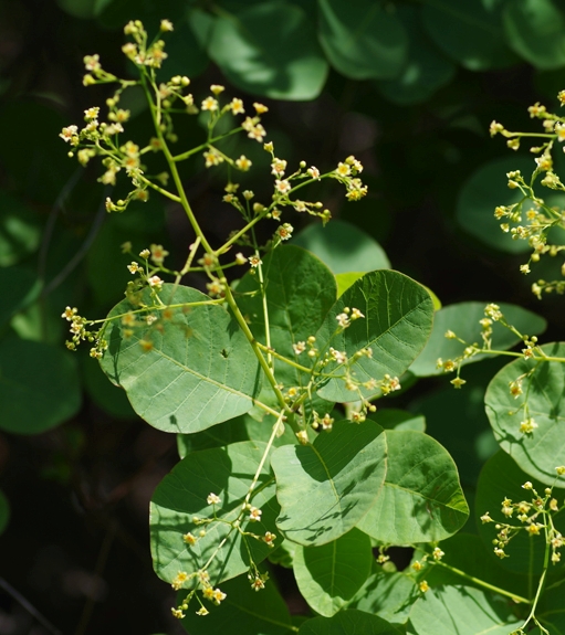 Pflanzenbild gross Perückenstrauch - Cotinus coggygria