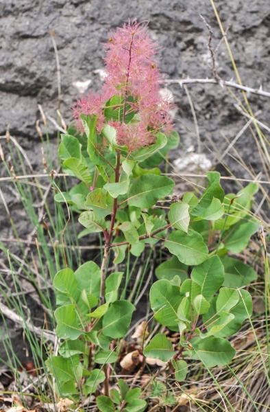 Pflanzenbild gross Perückenstrauch - Cotinus coggygria