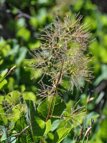 Pflanzenbild gross Perückenstrauch - Cotinus coggygria