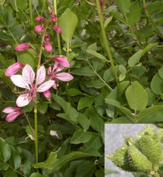 Pflanzenbild gross Weisser Diptam - Dictamnus albus