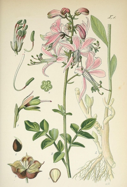 Pflanzenbild gross Weisser Diptam - Dictamnus albus