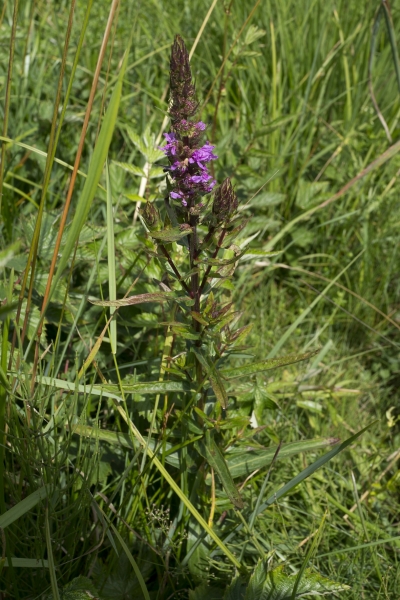 Pflanzenbild gross Blut-Weiderich - Lythrum salicaria