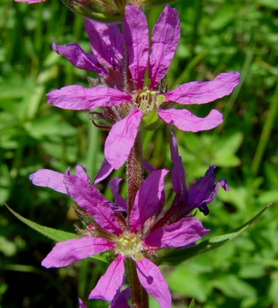 Pflanzenbild gross Blut-Weiderich - Lythrum salicaria