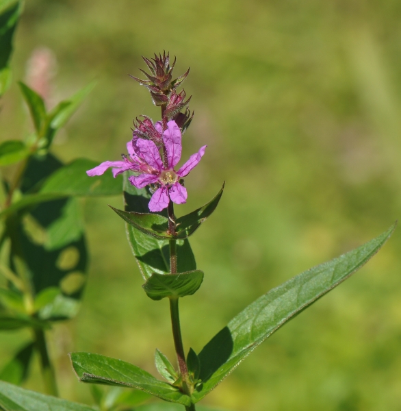 Pflanzenbild gross Blut-Weiderich - Lythrum salicaria