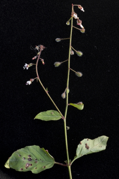 Pflanzenbild gross Grosses Hexenkraut - Circaea lutetiana
