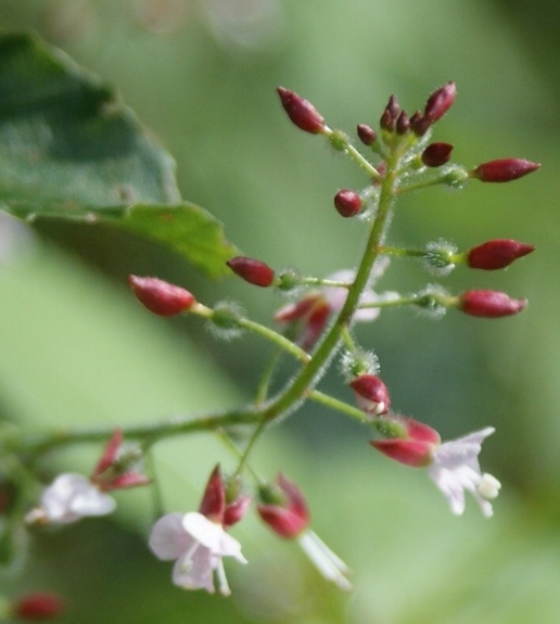 Pflanzenbild gross Grosses Hexenkraut - Circaea lutetiana