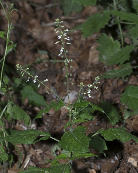 Pflanzenbild gross Grosses Hexenkraut - Circaea lutetiana