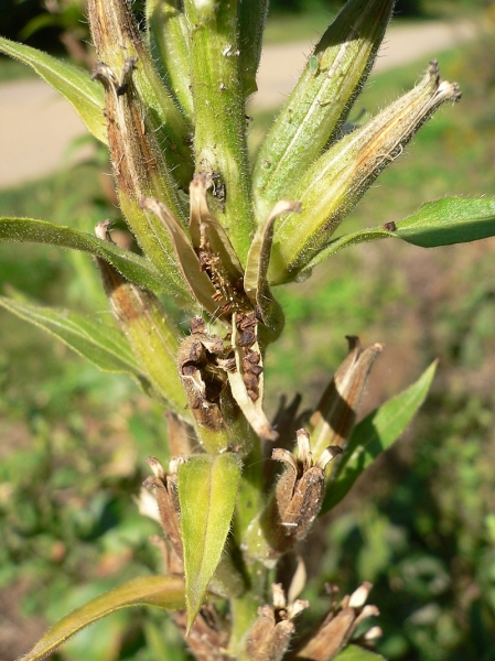 Pflanzenbild gross Zweijährige Nachtkerze - Oenothera biennis aggr.