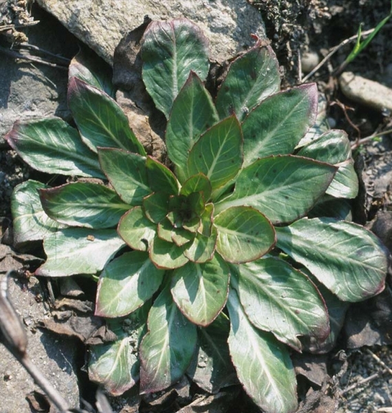 Pflanzenbild gross Zweijährige Nachtkerze - Oenothera biennis aggr.