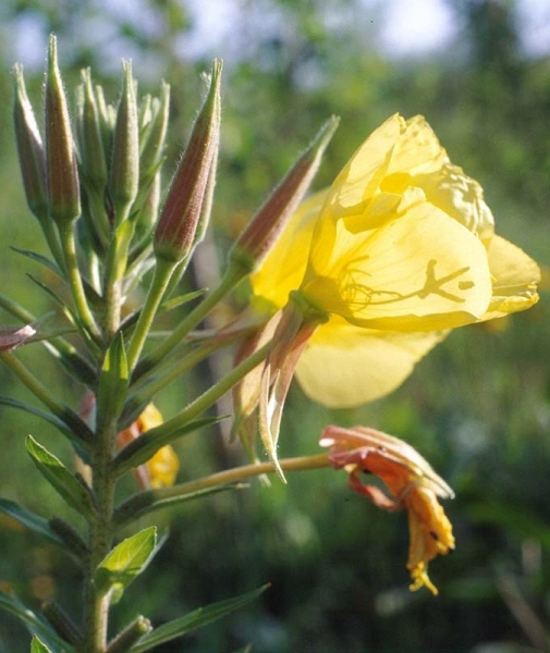 Pflanzenbild gross Lamarcks Zweijährige Nachtkerze - Oenothera glazioviana