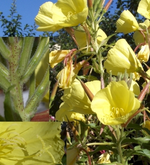Pflanzenbild gross Lamarcks Zweijährige Nachtkerze - Oenothera glazioviana