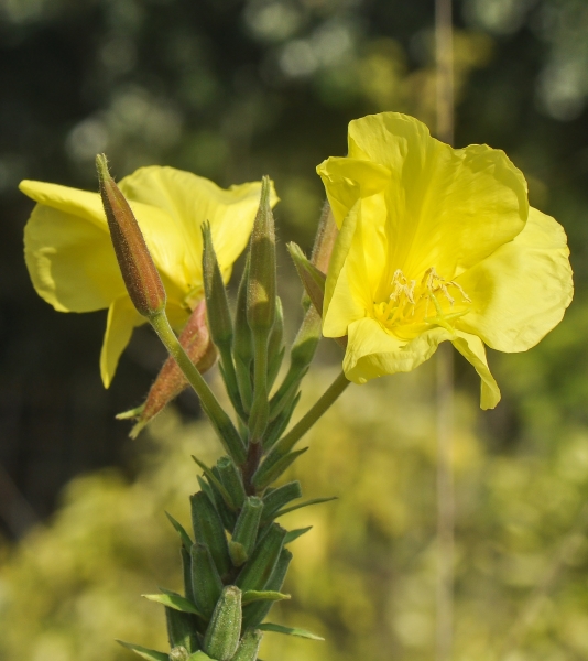 Pflanzenbild gross Lamarcks Zweijährige Nachtkerze - Oenothera glazioviana