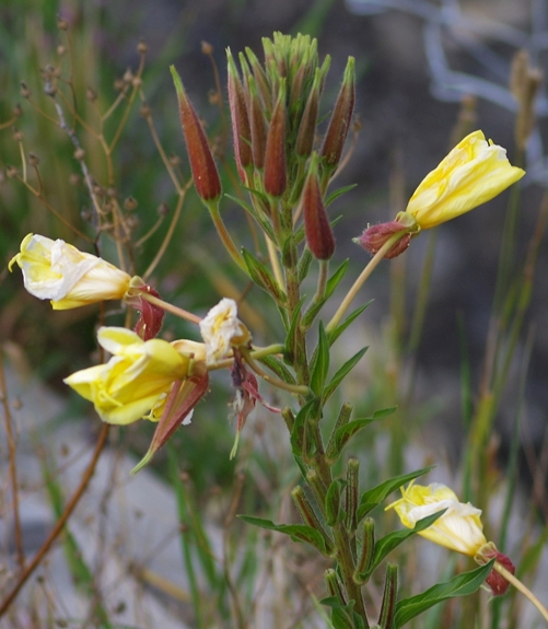Pflanzenbild gross Lamarcks Zweijährige Nachtkerze - Oenothera glazioviana