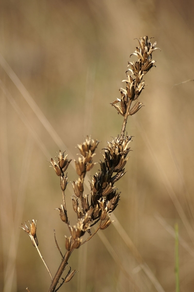 Pflanzenbild gross Zweijährige Nachtkerze - Oenothera biennis aggr.