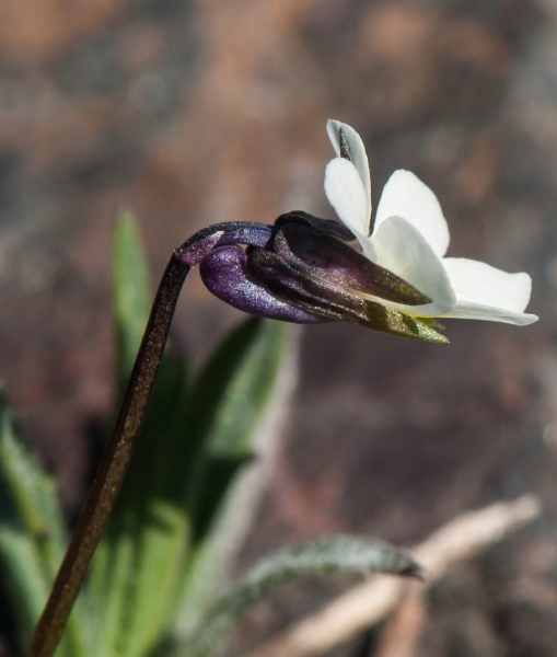 Pflanzenbild gross Zwerg-Stiefmütterchen - Viola kitaibeliana