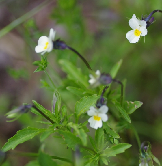 Pflanzenbild gross Zwerg-Stiefmütterchen - Viola kitaibeliana