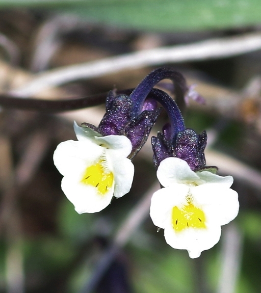 Pflanzenbild gross Zwerg-Stiefmütterchen - Viola kitaibeliana