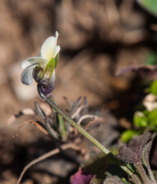 Pflanzenbild gross Zwerg-Stiefmütterchen - Viola kitaibeliana