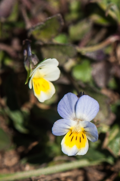 Pflanzenbild gross Zwerg-Stiefmütterchen - Viola kitaibeliana