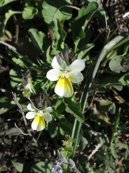 Pflanzenbild gross Zwerg-Stiefmütterchen - Viola kitaibeliana