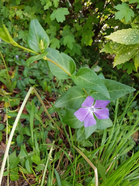 Pflanzenbild gross Grosses Immergrün - Vinca major