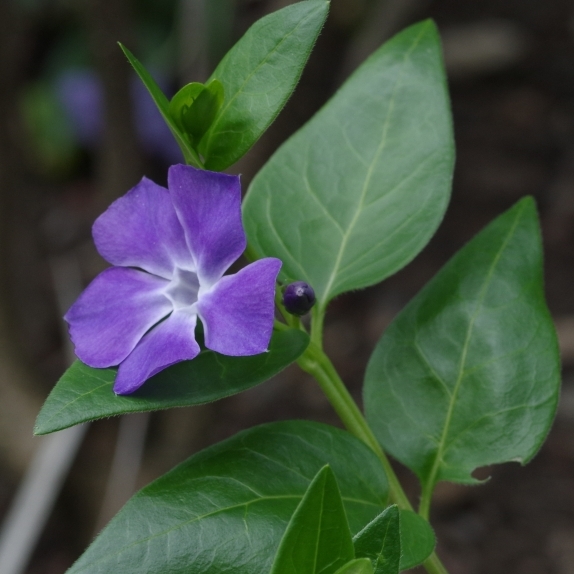Pflanzenbild gross Grosses Immergrün - Vinca major