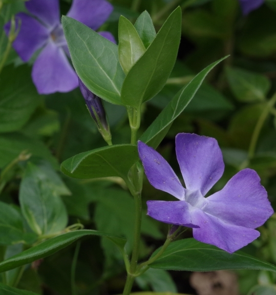 Pflanzenbild gross Grosses Immergrün - Vinca major