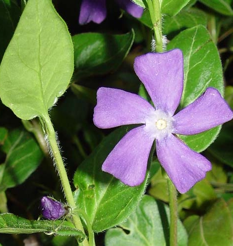 Pflanzenbild gross Grosses Immergrün - Vinca major