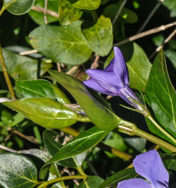 Pflanzenbild gross Grosses Immergrün - Vinca major