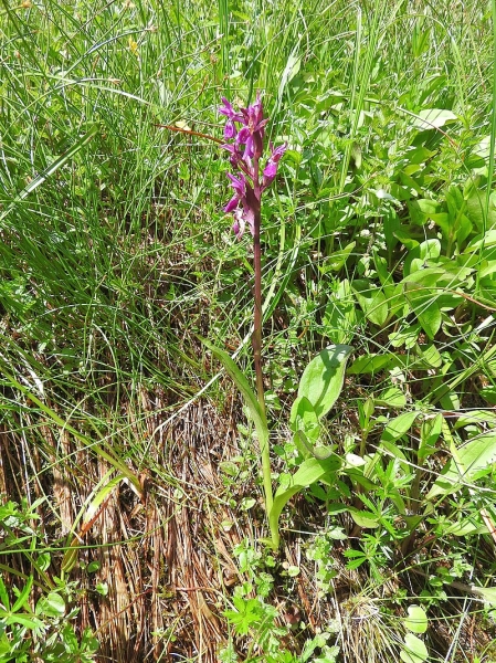 Pflanzenbild gross Traunsteiners Fingerwurz - Dactylorhiza traunsteineri