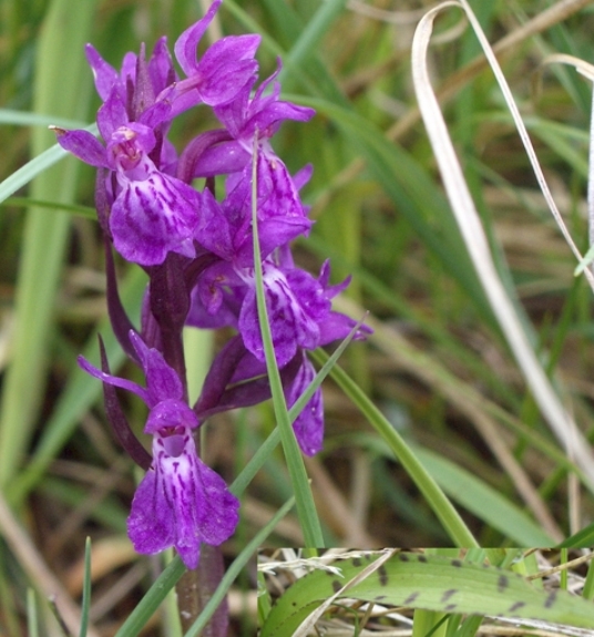Pflanzenbild gross Traunsteiners Fingerwurz - Dactylorhiza traunsteineri
