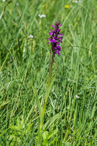 Pflanzenbild gross Traunsteiners Fingerwurz - Dactylorhiza traunsteineri