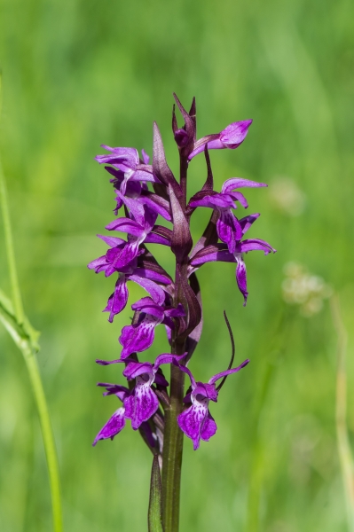 Pflanzenbild gross Traunsteiners Fingerwurz - Dactylorhiza traunsteineri