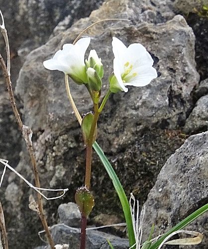 Pflanzenbild gross Zwerg-Gänsekresse - Arabis bellidifolia