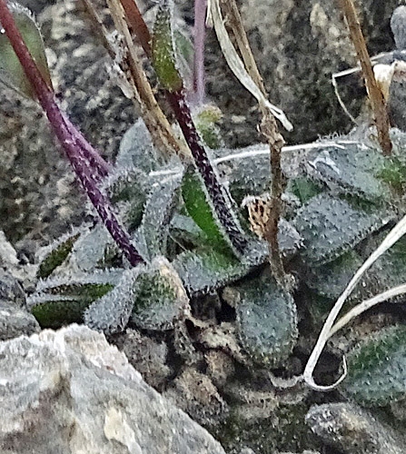 Pflanzenbild gross Zwerg-Gänsekresse - Arabis bellidifolia
