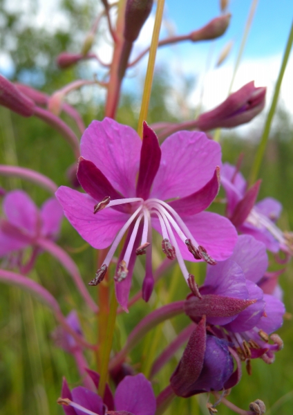Pflanzenbild gross Wald-Weidenröschen - Epilobium angustifolium