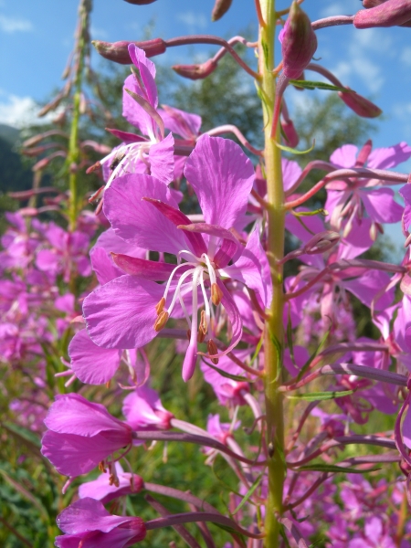 Pflanzenbild gross Wald-Weidenröschen - Epilobium angustifolium