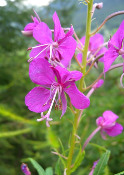 Pflanzenbild gross Wald-Weidenröschen - Epilobium angustifolium