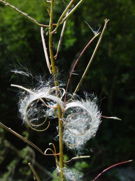 Pflanzenbild gross Wald-Weidenröschen - Epilobium angustifolium