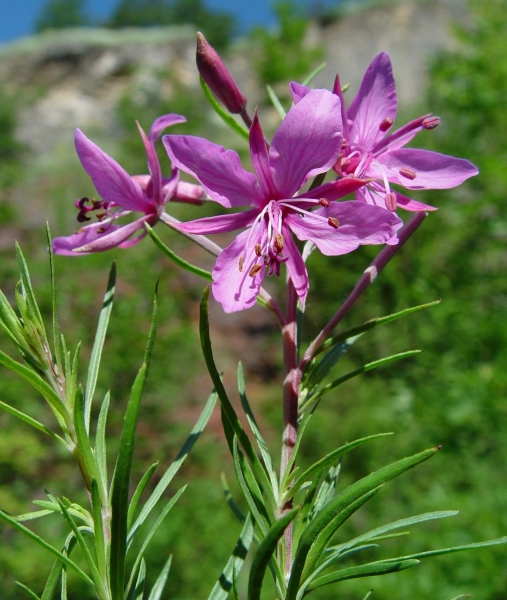 Pflanzenbild gross Rosmarin-Weidenröschen - Epilobium dodonaei