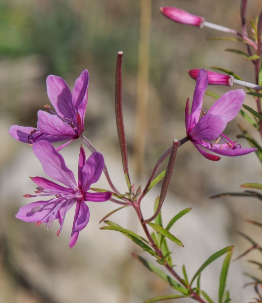 Pflanzenbild gross Rosmarin-Weidenröschen - Epilobium dodonaei