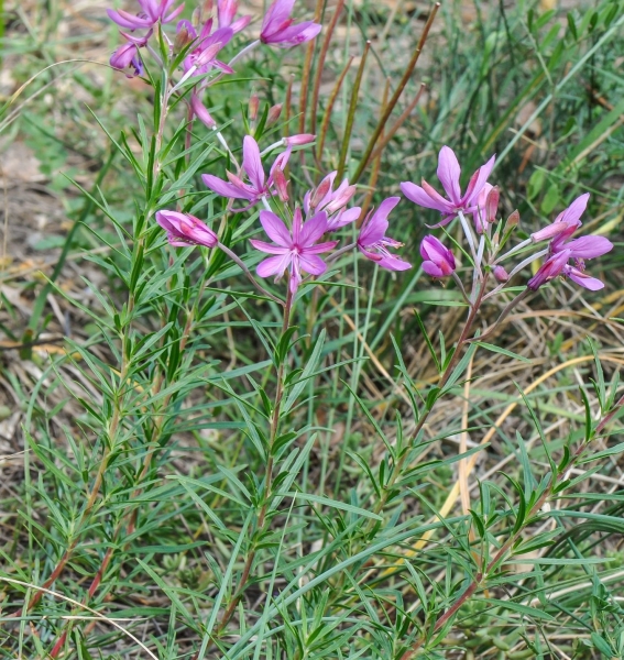 Pflanzenbild gross Rosmarin-Weidenröschen - Epilobium dodonaei