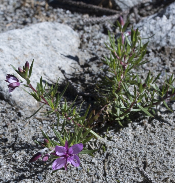 Pflanzenbild gross Fleischers Weidenröschen - Epilobium fleischeri