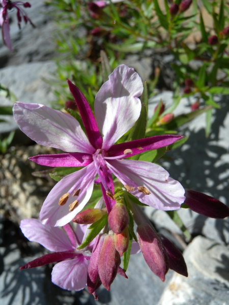 Pflanzenbild gross Fleischers Weidenröschen - Epilobium fleischeri
