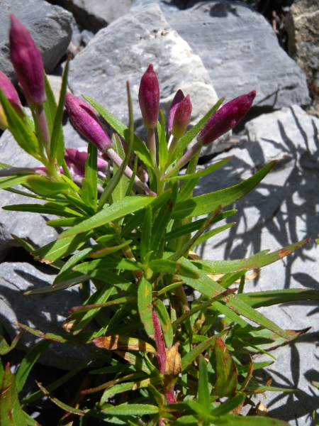 Pflanzenbild gross Fleischers Weidenröschen - Epilobium fleischeri