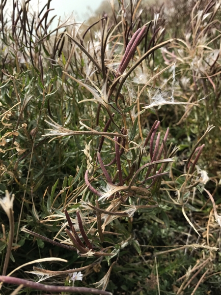 Pflanzenbild gross Fleischers Weidenröschen - Epilobium fleischeri